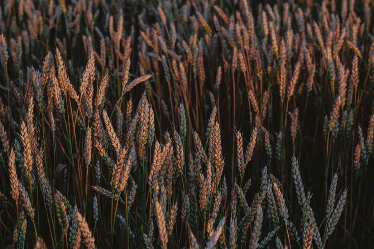 Climate change is driving India’s heat waves, increasing wheat Prices